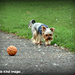 Little dog at Priory by rosiekind
