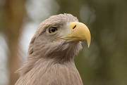 18th Dec 2015 - White-tailed Eagle