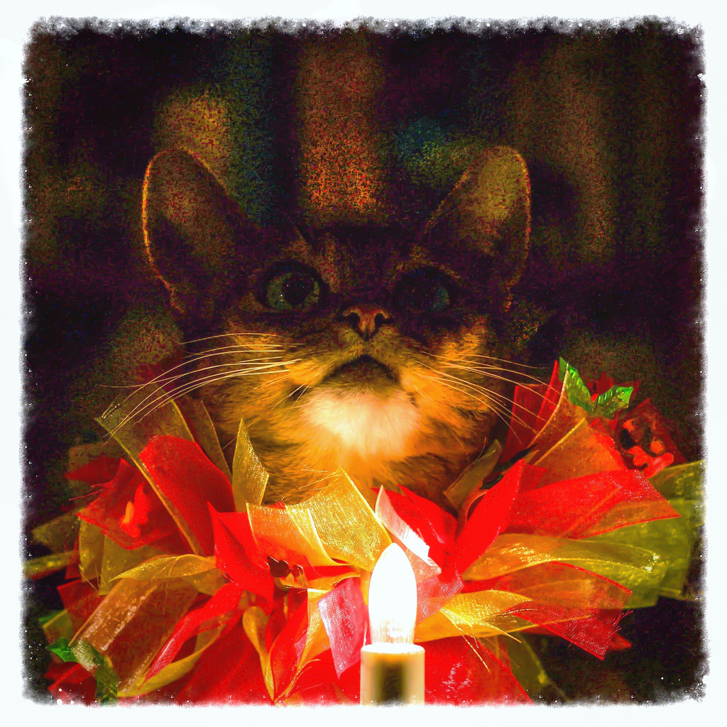Cat of Christmas by berelaxed
