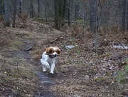 18th Dec 2015 - have stick, will fetch