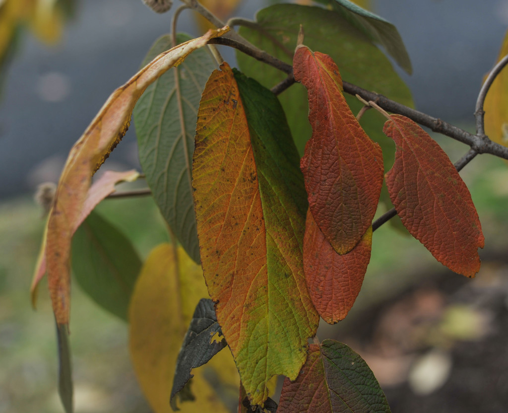 Colors of Autumn 40 by loweygrace
