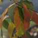 Colors of Autumn 40 by loweygrace