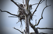 18th Dec 2015 - Is That My Nest?