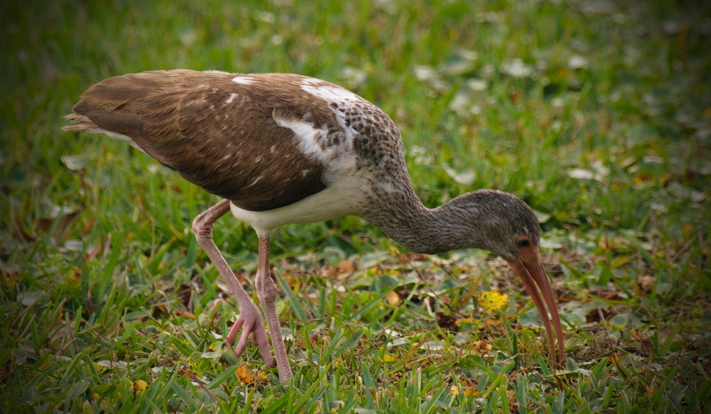 Brown Ibis Searching for Lunch by rickster549