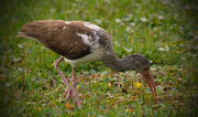 18th Dec 2015 - Brown Ibis Searching for Lunch