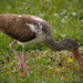 Brown Ibis Searching for Lunch by rickster549