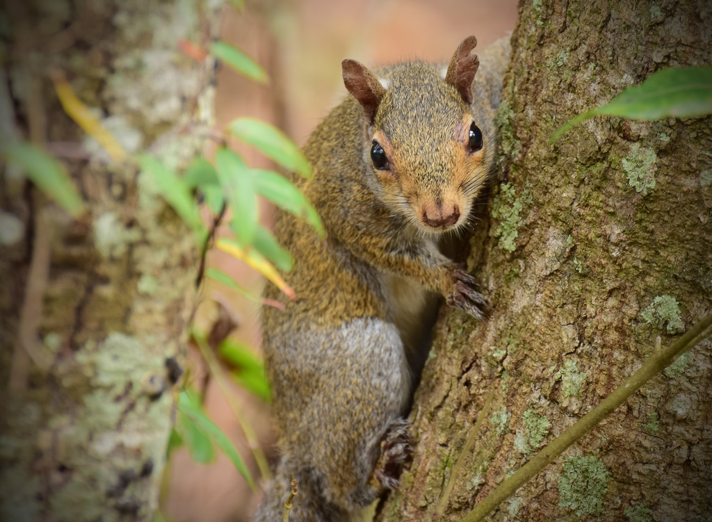 Notched Ear Squirrel by rickster549