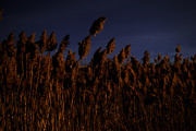 6th Dec 2015 - Winter Wheat