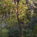 Peaceful interlude, Magnolia Gardens, Charleston, SC by congaree