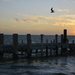 Penguin Island Jetty At Sunset_DSC8442 by merrelyn