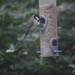 16 December 2015 Great tit on the feeder by lavenderhouse