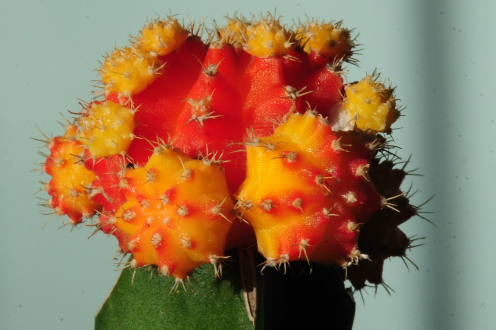 Cactus by dianen