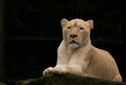 19th Dec 2015 - African White Lion