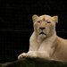 African White Lion by leonbuys83