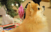 19th Dec 2015 - Scaredy Cat (or dog) Christmas Card 