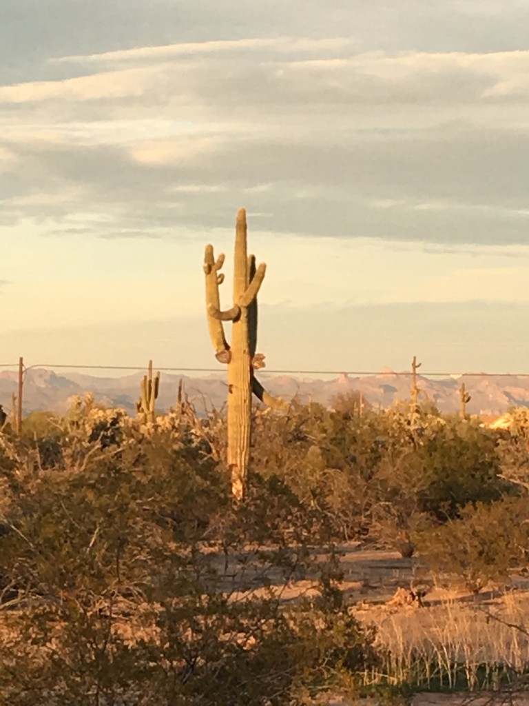 Saguaro "and child" by wilkinscd
