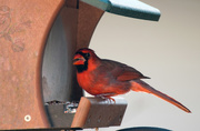 19th Dec 2015 -  Hungry Cardinal