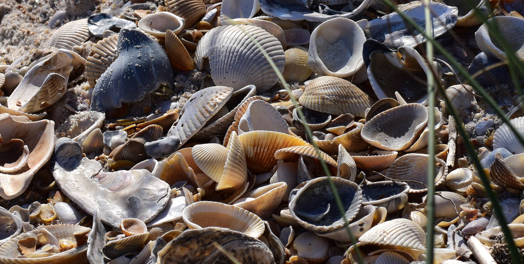 Lots of Shells by rickster549