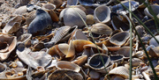 19th Dec 2015 - Lots of Shells