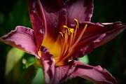 19th Dec 2015 - Day Lily
