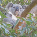king of the bush by koalagardens