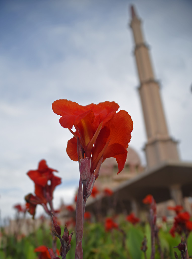 Red Flowers with Putra Jaya Minaret in background by ianjb21