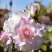 Mum's Rose _DSC8494 by merrelyn