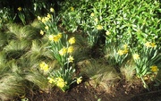 20th Dec 2015 - Anglesey Abbey - daffodils