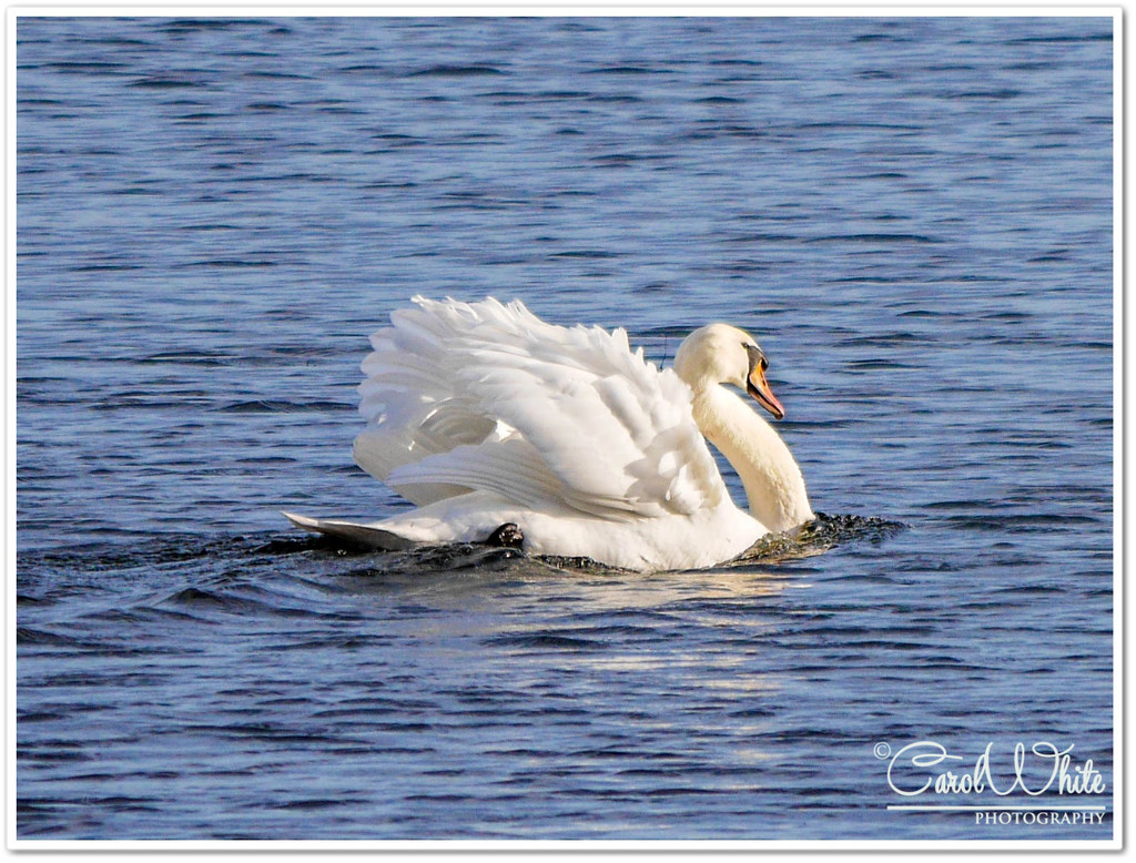 Swan On A Mission by carolmw
