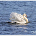 Swan On A Mission by carolmw