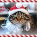 Santa Kitty by dianen