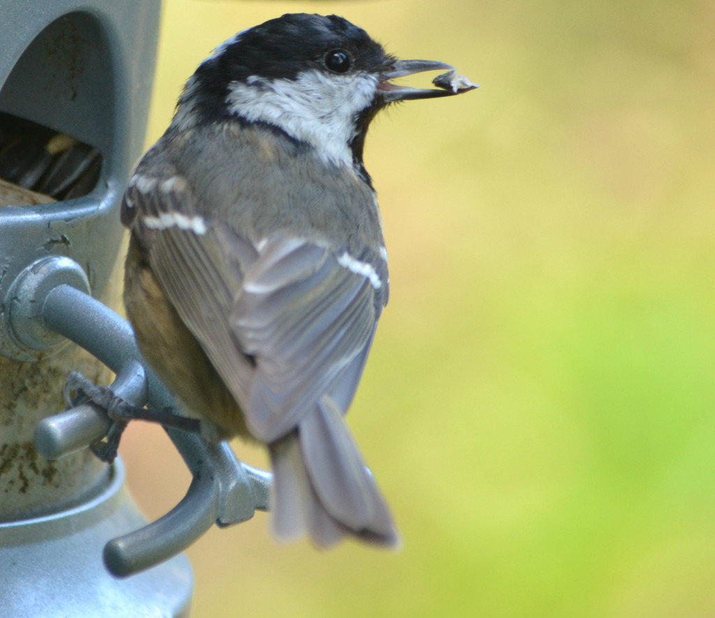 Coal tit at the feeder by ziggy77