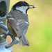 Coal tit at the feeder by ziggy77