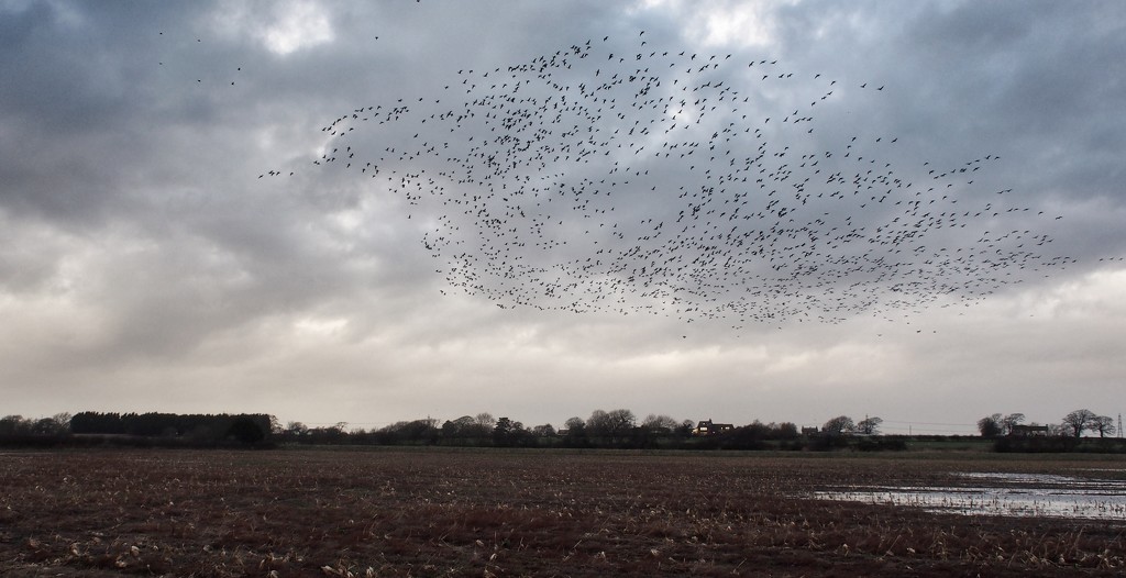 Starlings in flight by happypat