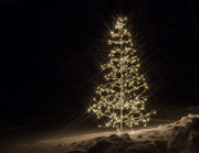 20th Dec 2015 - star lit tree