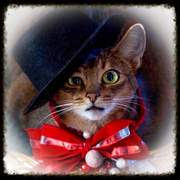 20th Dec 2015 - Top Hat Cat