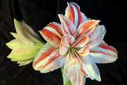 20th Dec 2015 - amaryllis bloom_43:365