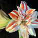 amaryllis bloom_43:365 by gaylewood