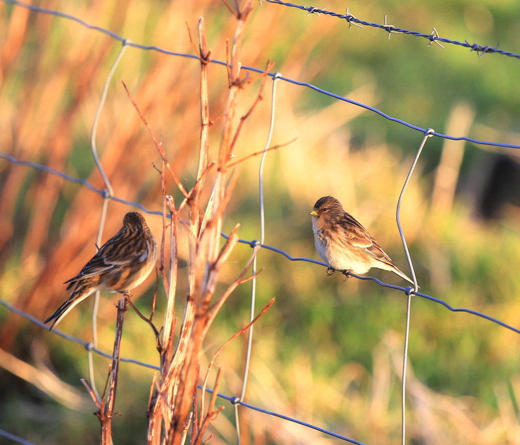 Twite by lifeat60degrees