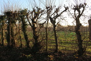 20th Dec 2015 - Orchard hedge and view