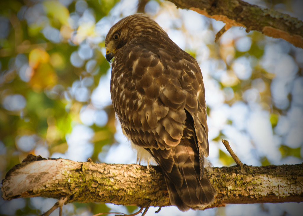 Hawk in my Tree! by rickster549