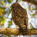 Hawk in my Tree! by rickster549