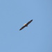 Eagle flyby! by homeschoolmom