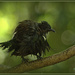 Dishevelled tui by dide