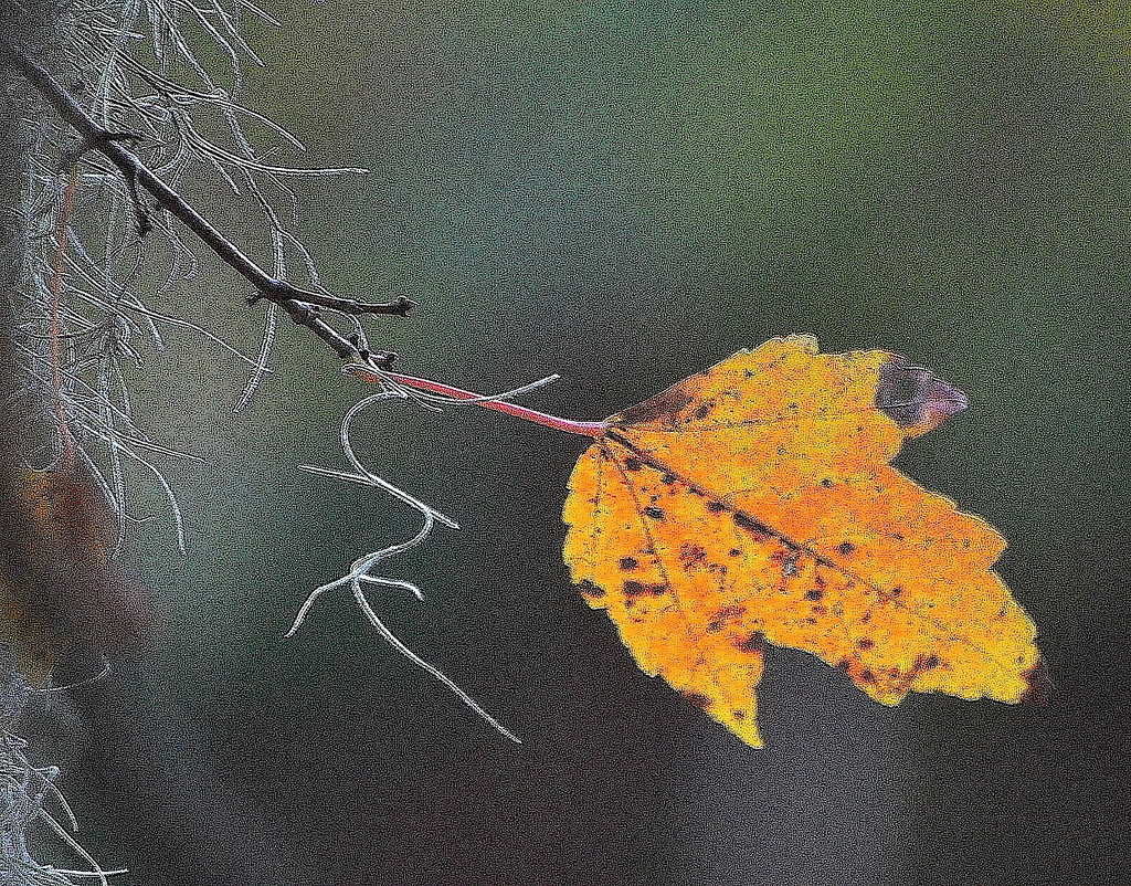 Maple leaf and Spanish moss, late Autumn 2015 by congaree