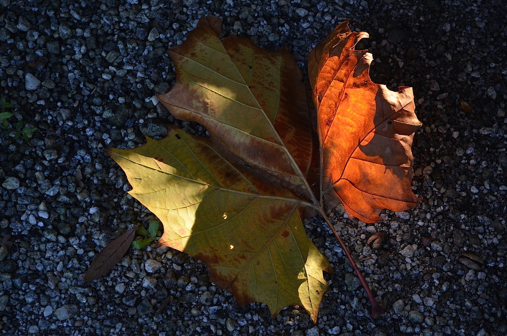 Leaflight by congaree