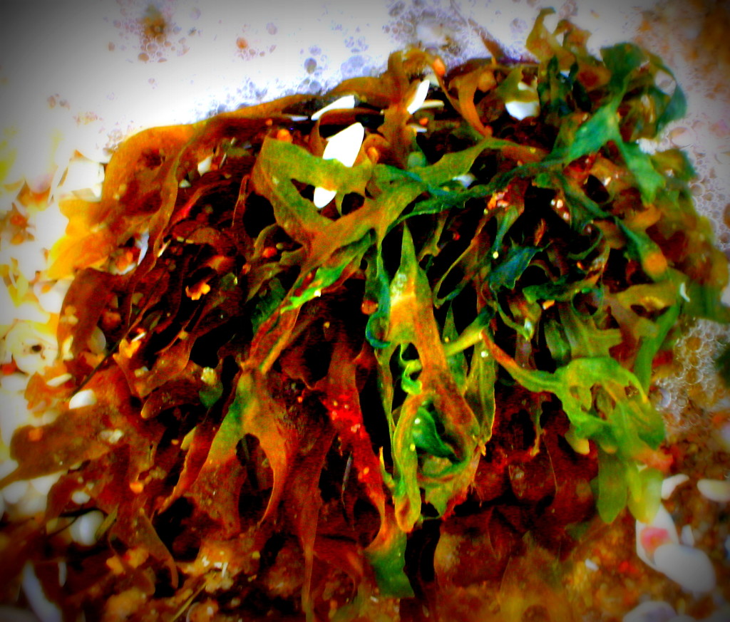 Lomo-ish seaweed by marguerita
