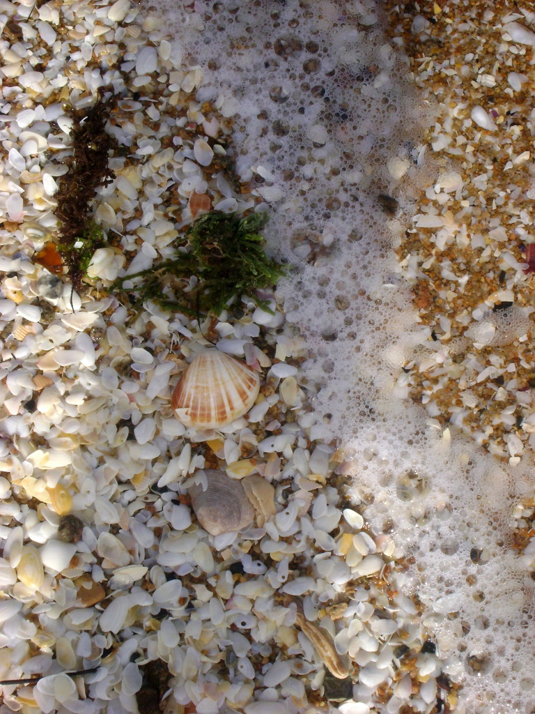 Shells 2 by marguerita
