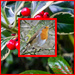 Christmas Robin by carolmw