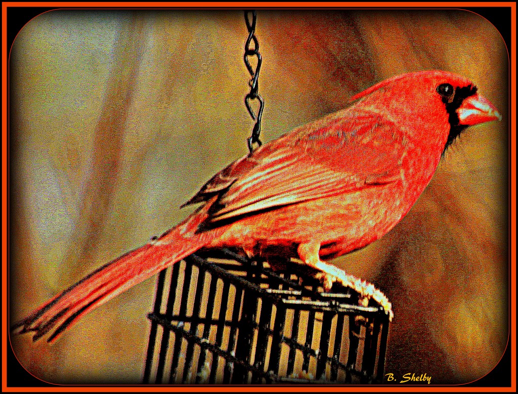 Mr. Cardinal by vernabeth